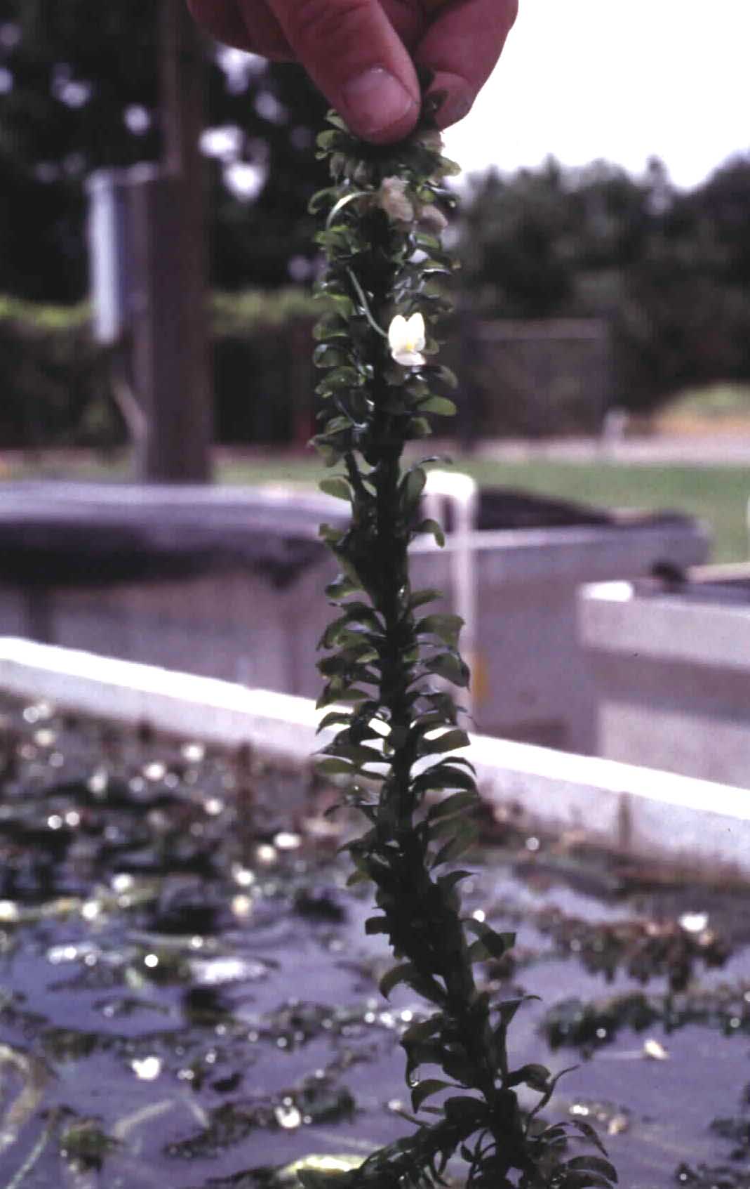 Brazilian elodea