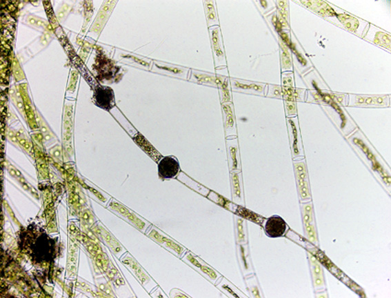 Oedogonium gracilis